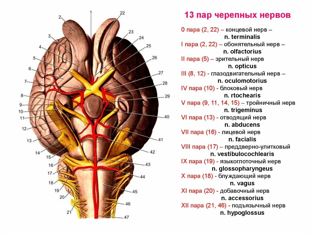 Количество черепных нервов. 12 Пар черепно мозговых нервов анатомия. Ядра 9-12 пар черепных нервов расположены. Ядра III пары черепно-мозговых нервов.. Ядра 12 пар черепных нервов анатомия.