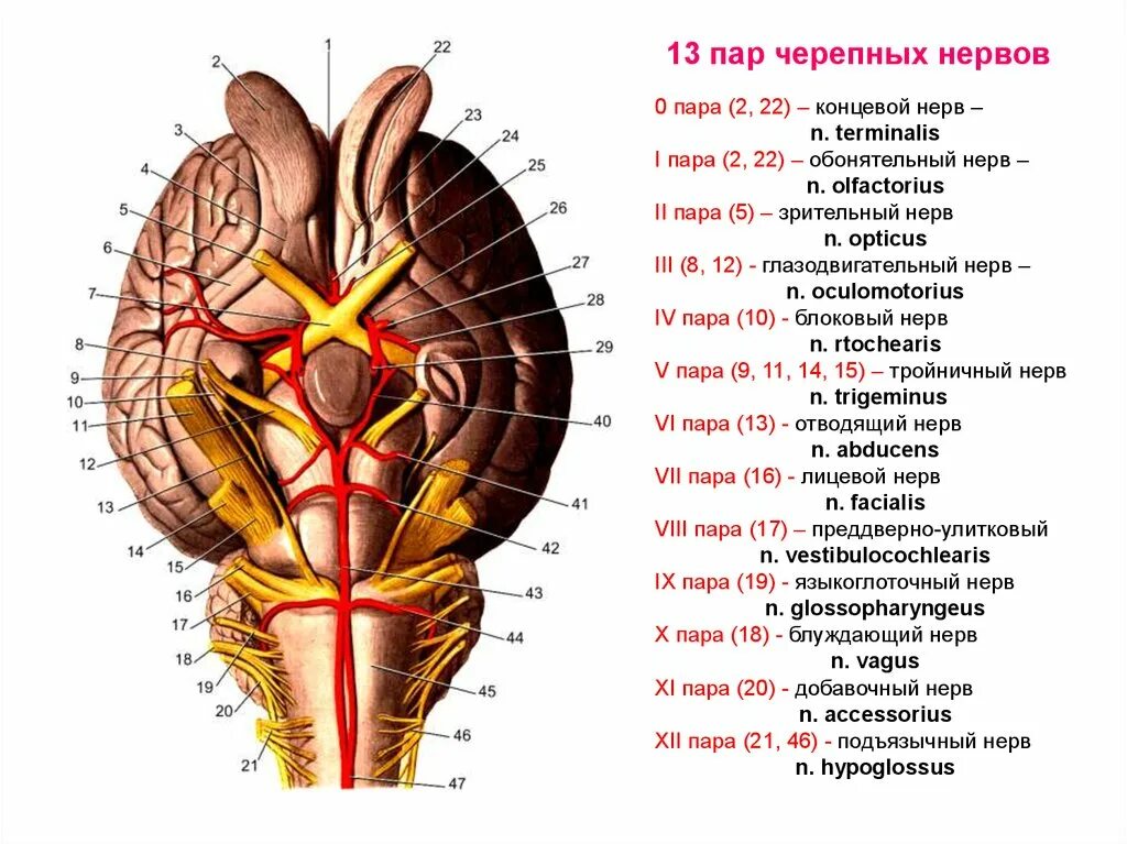 2 пара черепных. Ядра 5-12 пар черепных нервов. ядра 9-12 пар черепных нервов расположены. ядра iii пары черепно-мозговых нервов.. ядра 12 пар черепных нервов анатомия.