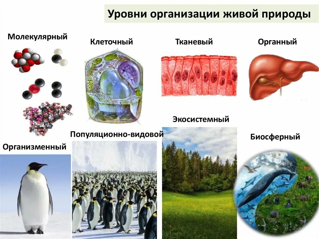 Гистология какой уровень организации живых. Гистология какой уровень организации живых