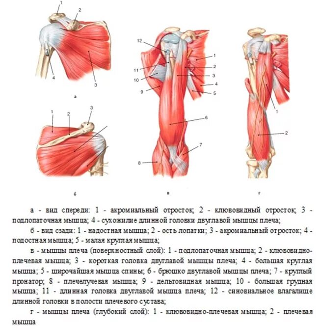 Ноющая боль в плече. Анатомия плеча мышцы связки сухожилия. Мышцы плечевого сустава спереди. Строение плечевого сустава и мышцы. Анатомия плечевого сустава и мышц плеча.