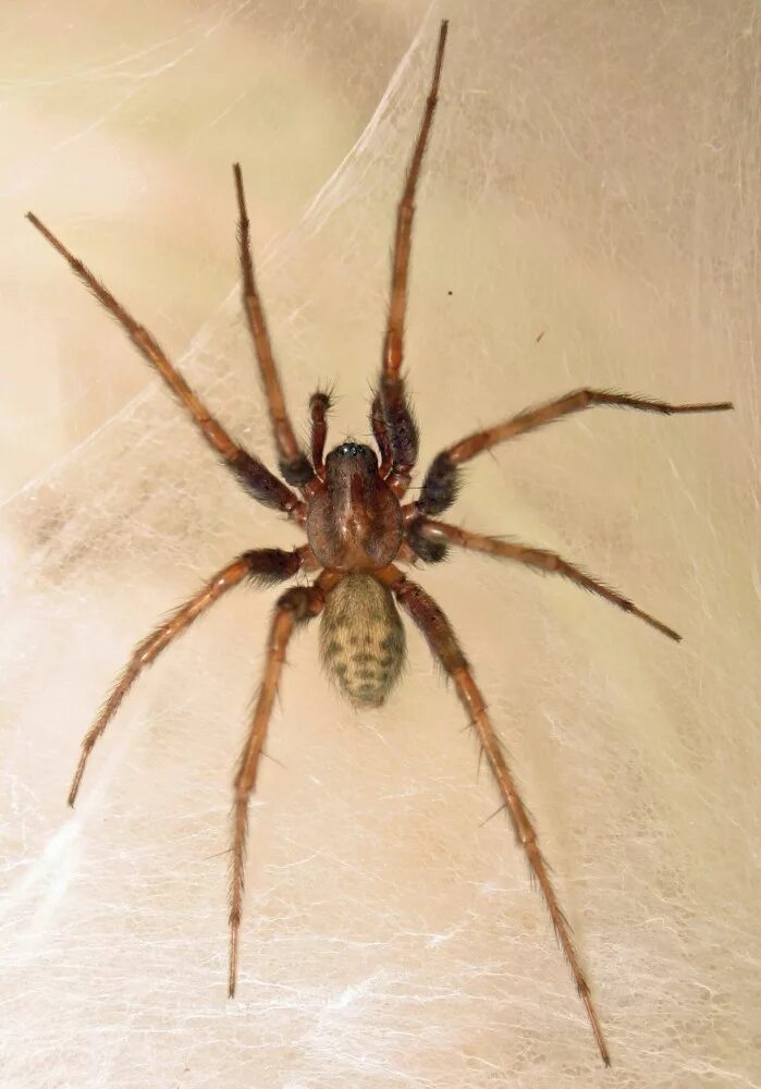 Большой домашний паук. Домовой паук Tegenaria Agrestis. Тегенария домовая. Паук тегенария. Тегенария доместика.
