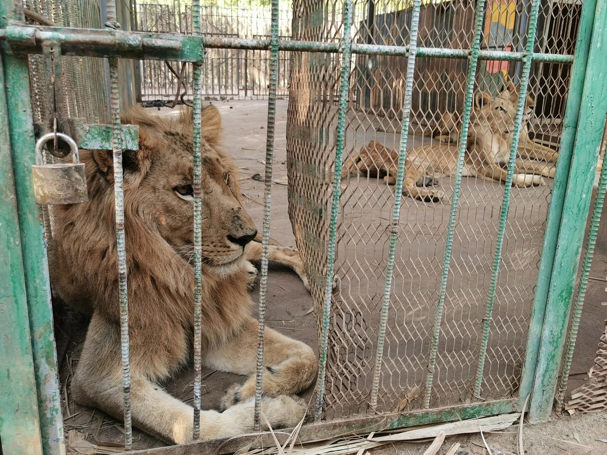 В новосибирском зоопарке в клетках некоторых животных. Голодающие львы в зоопарке судана. лев в зоопарке. частный зоопарк.