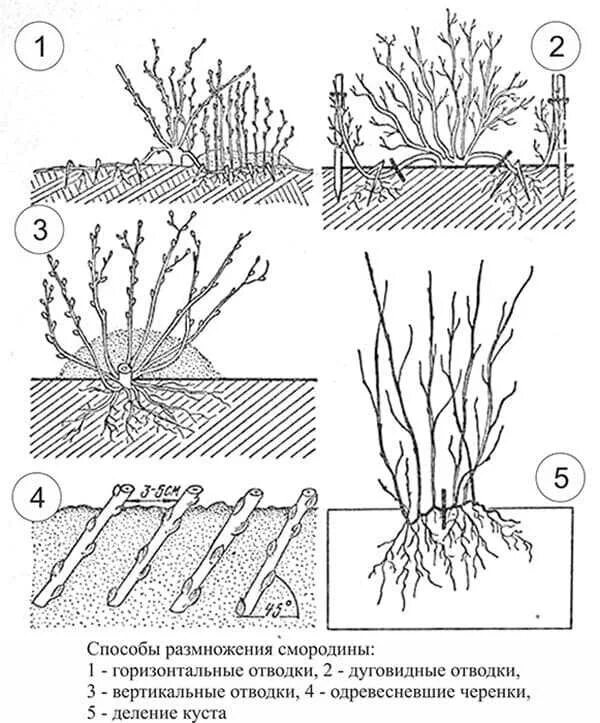 Высадка смородины. Смородина отводки размножение. Размножение отводками смородины схема. Черенками смородины отводками крыжовник. Размножение черной смородины черенками.