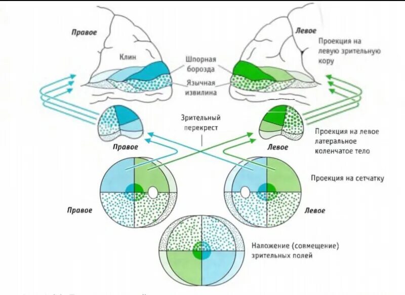Проекция полей зрения на сетчатку. Латеральные поля зрения. Проекционное зрительное поле. Переработка информации в зрительной коре