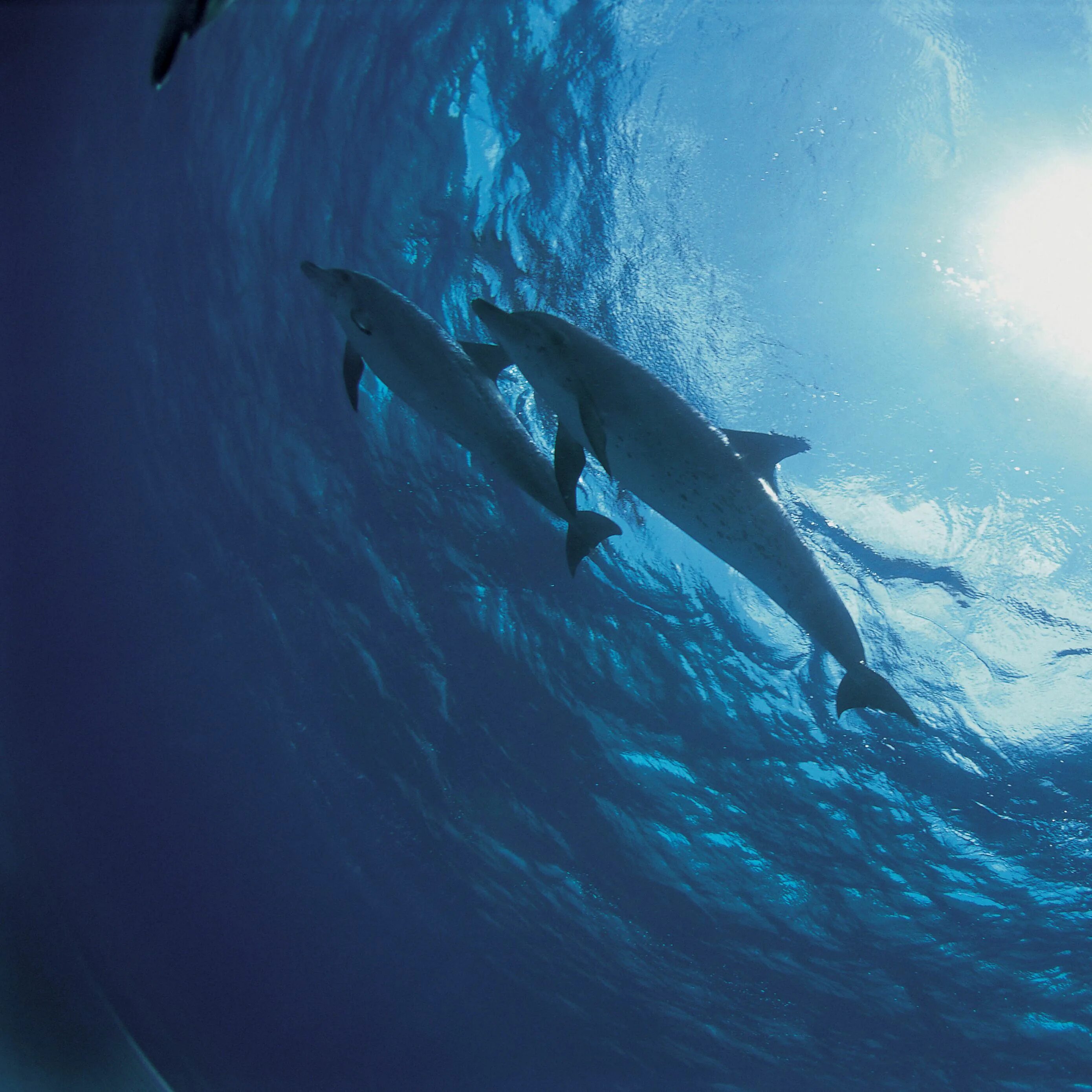 Слушать океан дельфин. Дельфины в море. Подводный мир дельфины. Дельфины под водой. Океан под водой.
