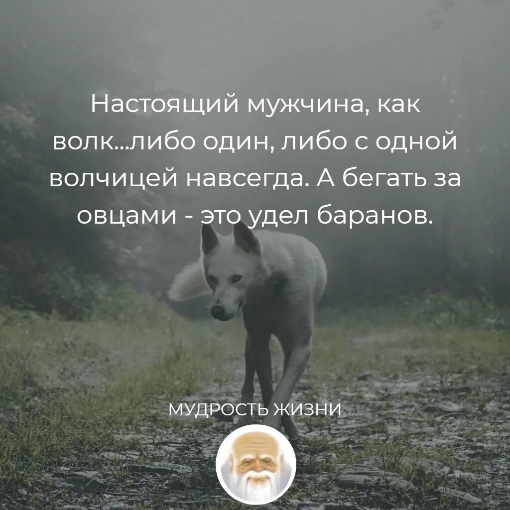 Пословица волки сыты овцы целы. Настоящий мужчина с одной волчицей. Настоящий мужчина как волк либо. Волк либо один либо с одной волчицей. Настоящий волк либо один либо с одной волчицей навсегда.