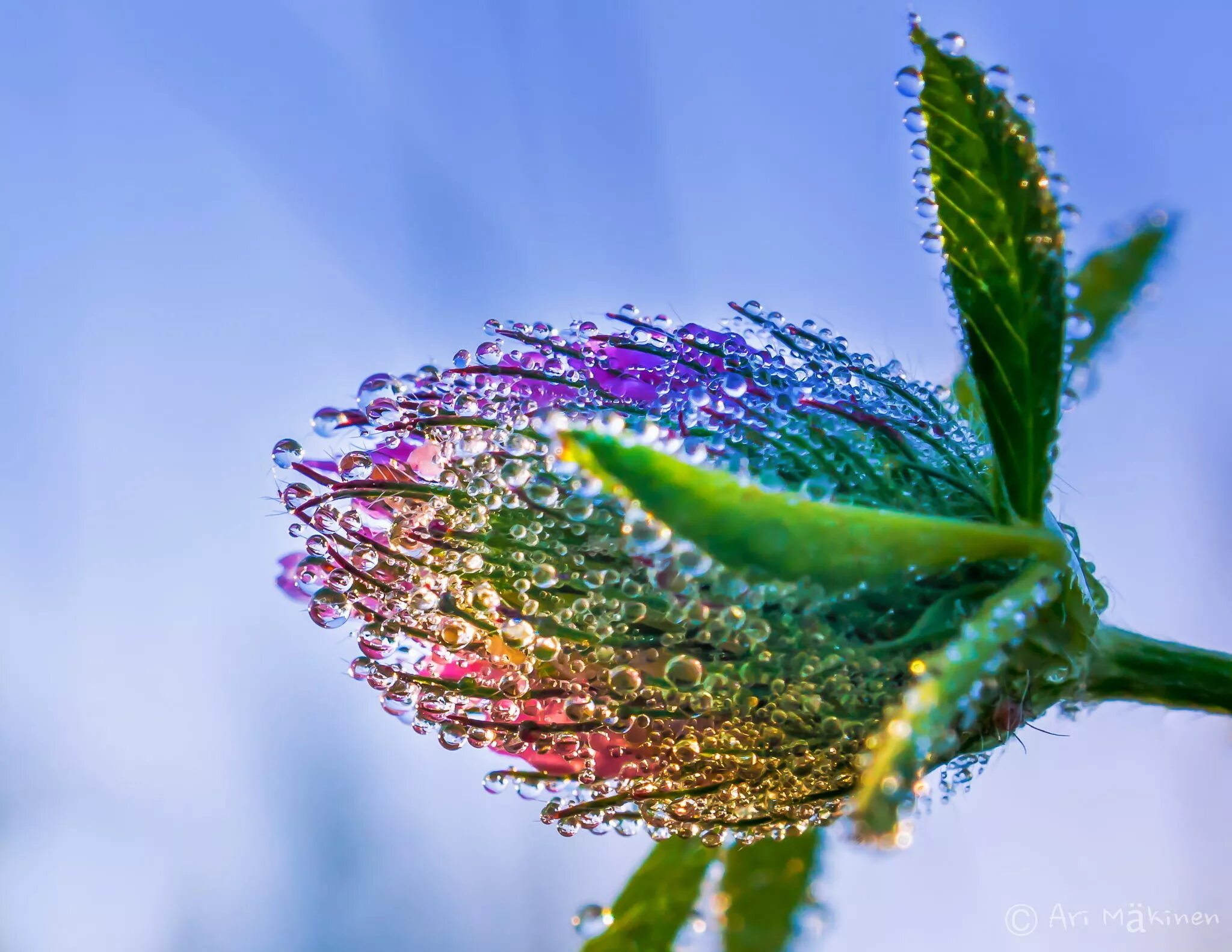 Drop flowers. Цветы Макросъемка. Макросъемка природа. Красивые цветы макро. Природа макро.