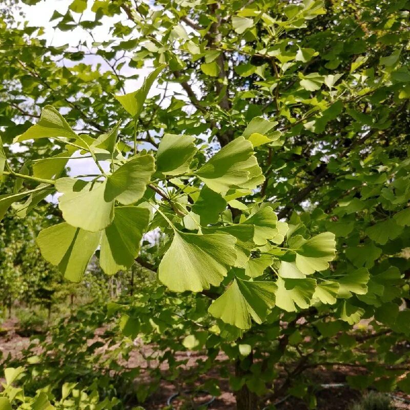 гинкго высота дерева. клен гинкго. гинкго билоба дерево фото. Ginkgo biloba дерево. гинкго высота дерева.