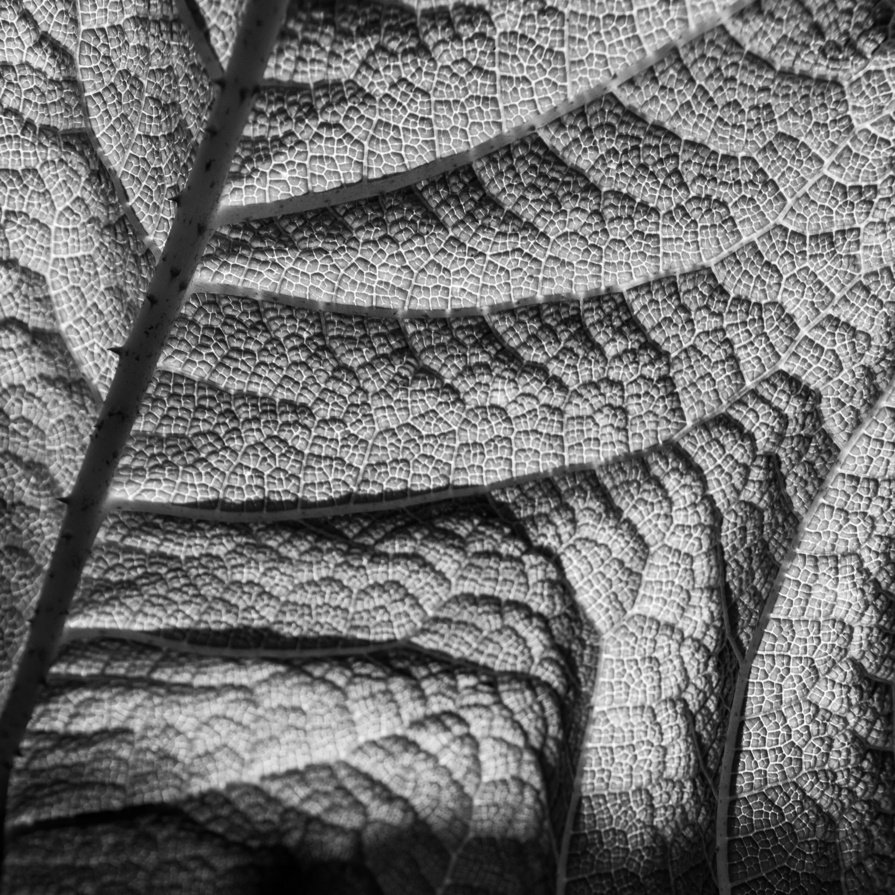 Гладкая равномерная поверхность. Фактура природы. Текстура листа. Природные текстуры. Фактура листа дерева.