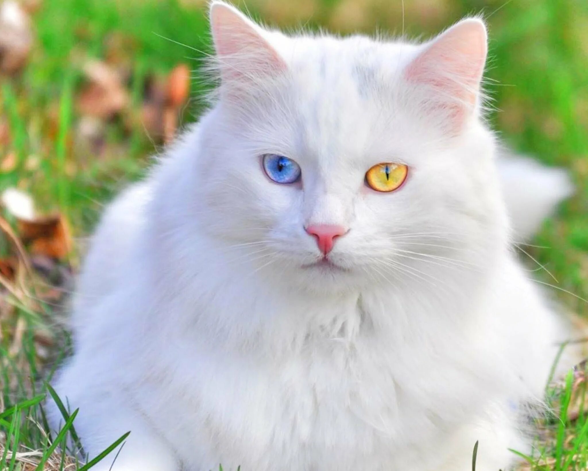 Как называется белая порода кошек. Турецкий Ван кедиси. Турецкий Ван кедиси белый. Турецкий Ван (van Kedisi) кошка. Турецкая ангора биколор.