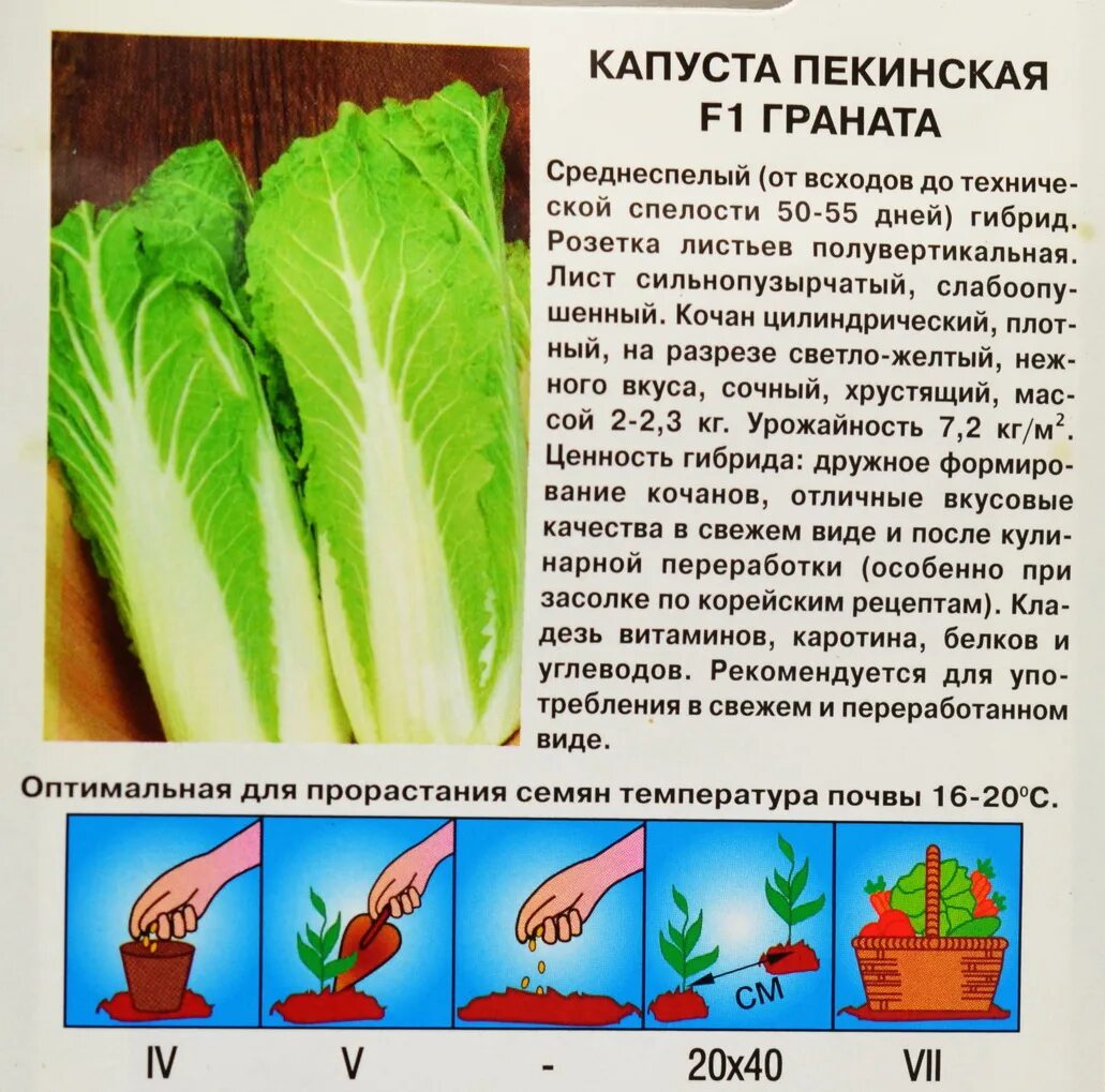 Какого числа сажать капусту на рассаду. Посев семян пекинской капусты. Капуста пекинская Эмико. Листовые сорта пекинской капусты.