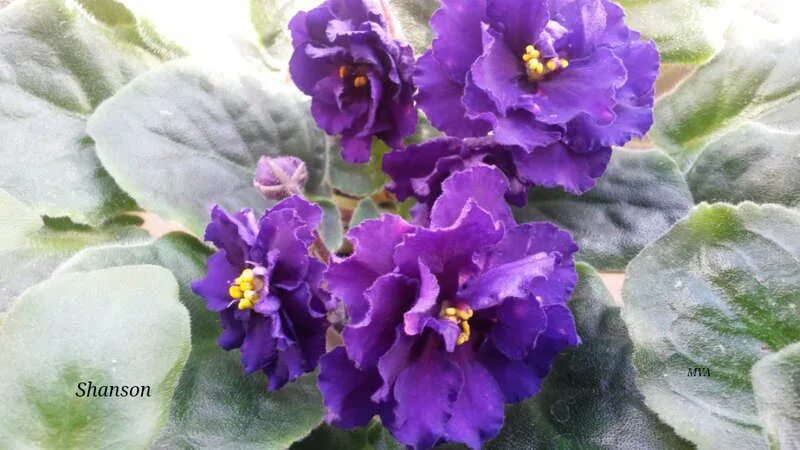 Фиалка shanson. Украинские фиалки. Пол сорано шансон фиалка. Фиалка ек арабская ночь. Фиалка шансон фото.