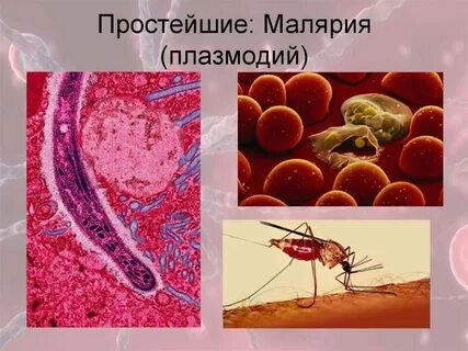 Малярия возбудитель