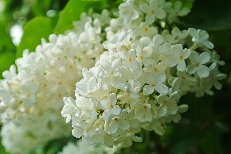 сирень обыкновенная "жанна д`арк". цветение сирени белой. сирень обыкновенная 'excellent'. плоды белой сирени фото. лучшие белые сирени.