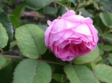 Answer rose
