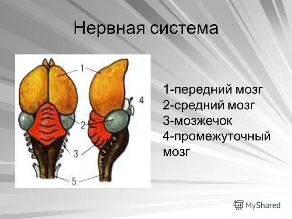 Средний мозг у птиц. Мозг птицы рисунок. Передний мозг у птиц функции