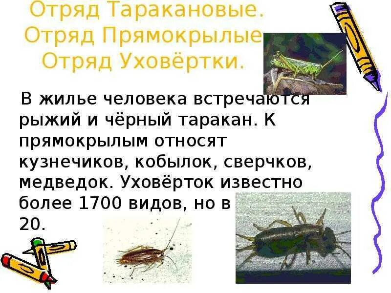 Отряды насекомых биология 7 класс прямокрылые. Прямокрылые значение. Прямокрылые насекомые доклад. Отряд прямокрылые медведка. Прямокрылые значение.