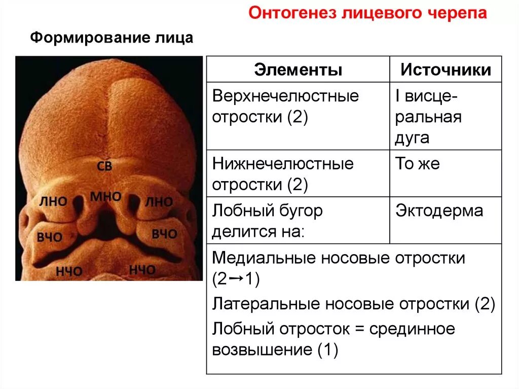 Жаберные дуги в онтогенезе черепа. Развитие костей мозгового и лицевого черепа. Формирование лица эмбриона.