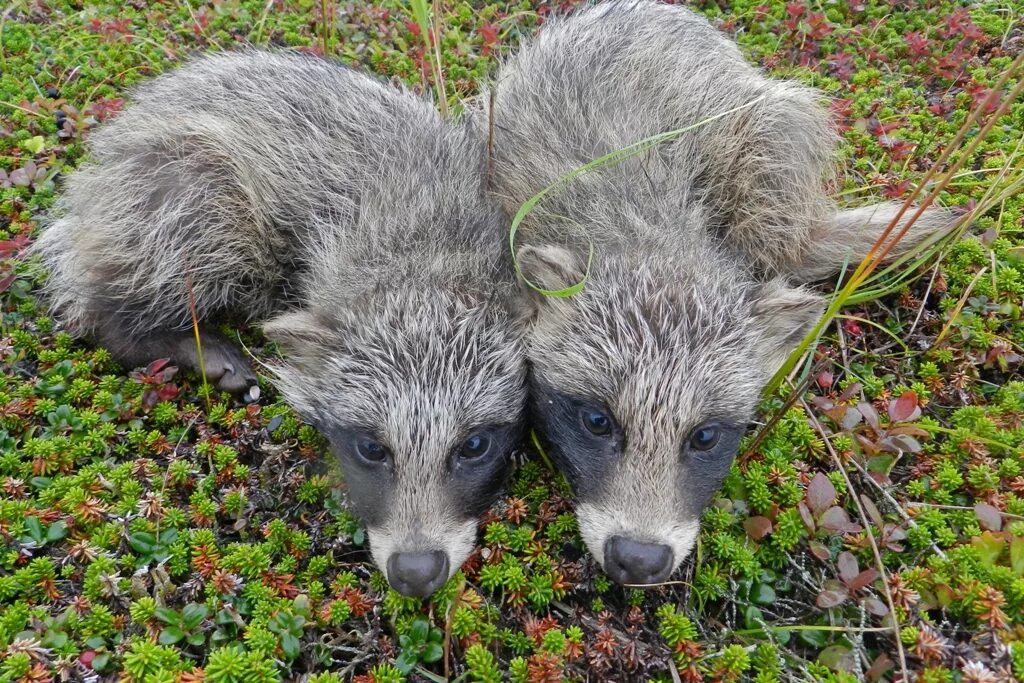Мир сахалин. Растения острова итуруп. Растительный мир сахалинской области. Поронайский заповедник сахалина. Мир сахалин.