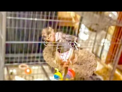 Тайган shorts люська и компания