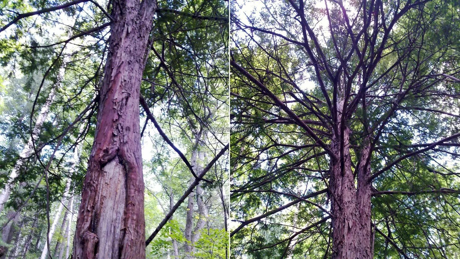 димофрант уссурийского заповедника. какие деревья приморского края. какие деревья приморского края. дальний восток приморский край дуб. ).