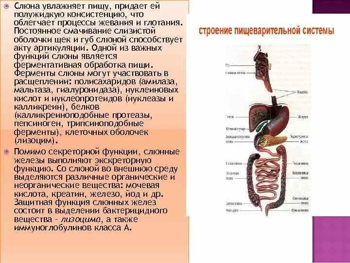 Пищеварительная железа выполняющая барьерную функцию. Пищеварительные железы гистология. Крупные железы пищеварительной системы. Пищеварительные железы кратко. Пищеварительная система гистология.