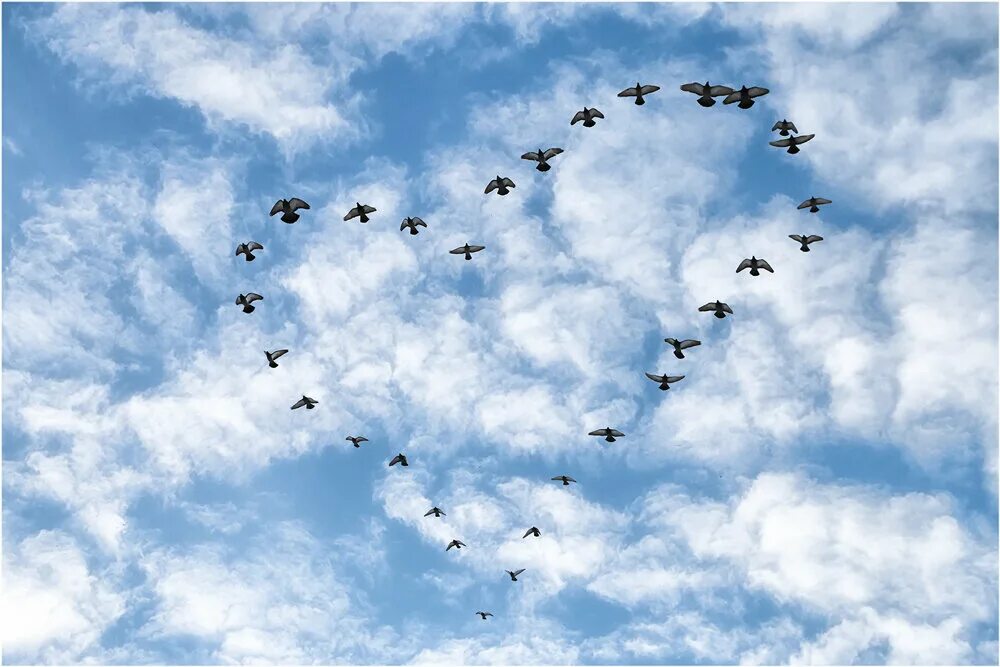 Птицы в небе. Птицы летают. Стая птиц. Красивое небо с птицами.