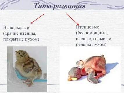 Типы развития птиц