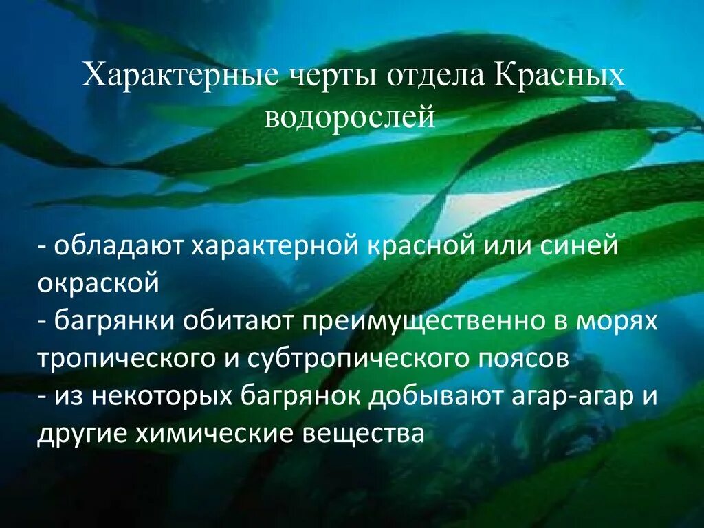 Черты водорослей. Особые черты водорослей. Красные водоросли общая характеристика. Характерные признаки красных водорослей.