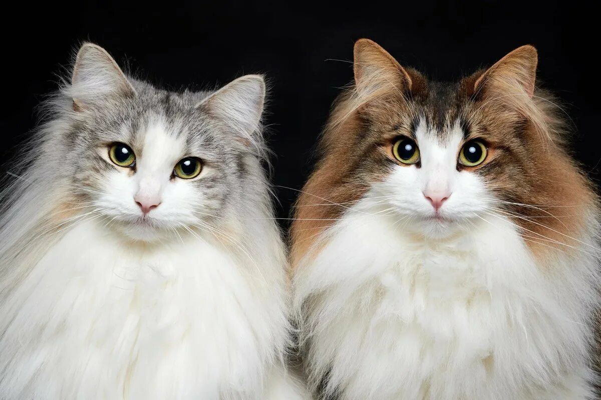 Другая порода кошек. Рэгдолл и Мейн кун. Рагамаффин трехцветный. Рэгдолл кошка. Флаффи Рэгдолл.