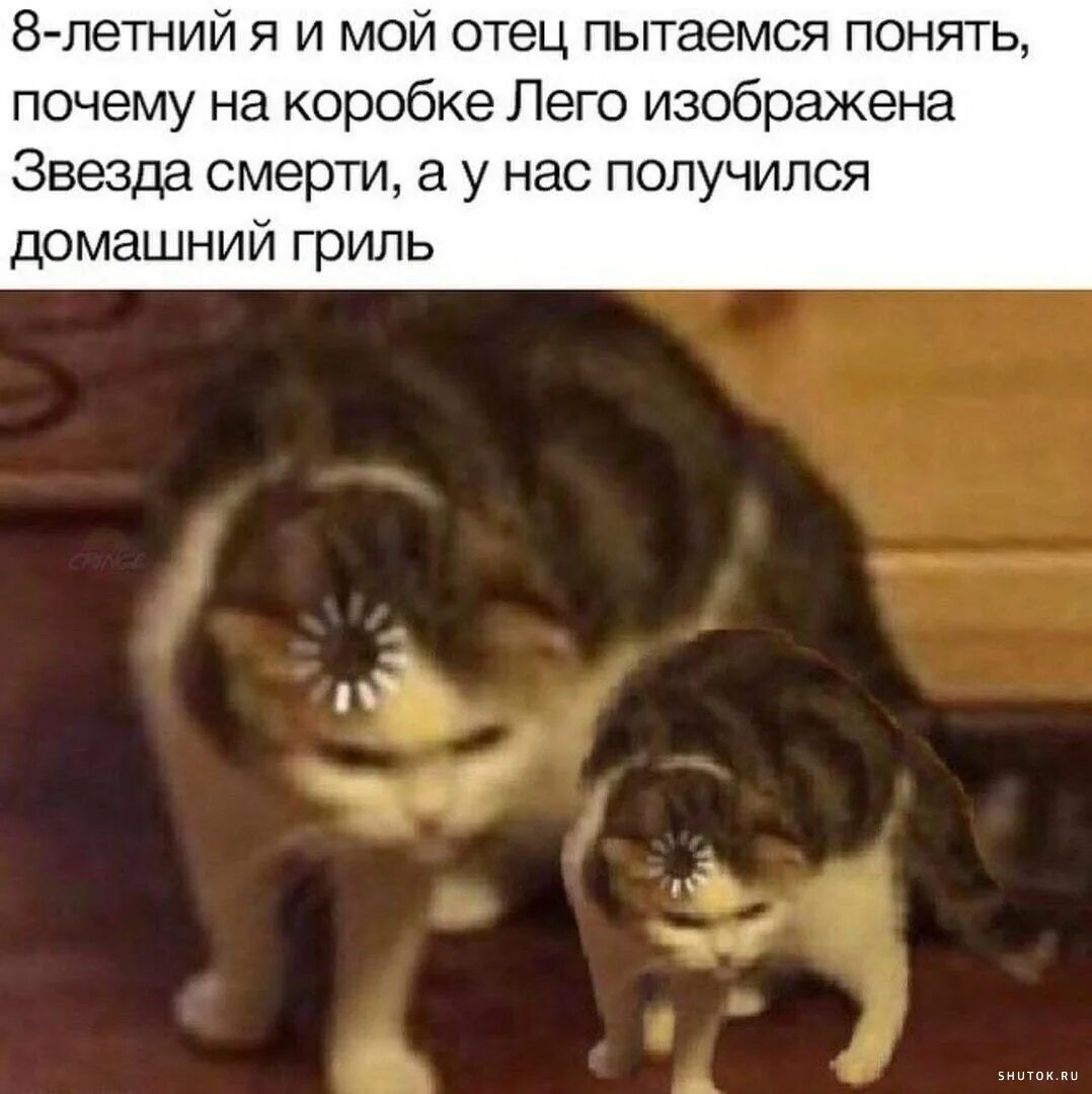 Мем кот не понимает. Кот загрузка. коты с загрузкой на голове. кот за что. кот с загрузкой натголове.