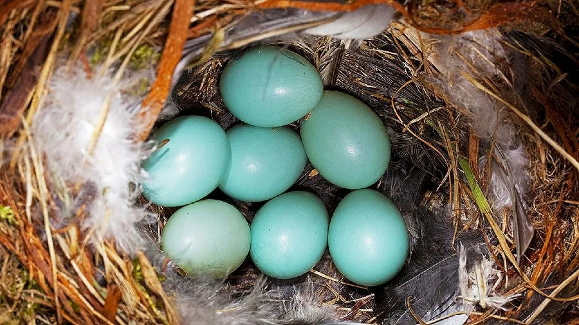Яйца птиц покрыты. Перепел селадон. Птичьи яйца. Птица с голубыми яйцами. Голубые птичьи яйца.
