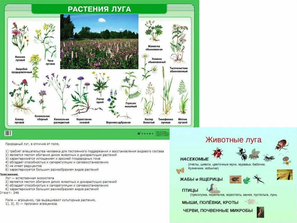 Контрольная работа по теме растительные сообщества. Экосистема луг для дошкольников. Цепь питания природного сообщества луг. Цепь питания на лугу. Экосистема Луга схема.