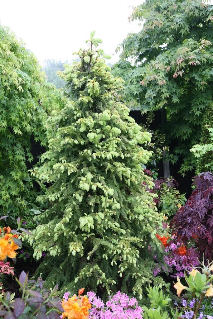 Picea aurea. Ель ауреа магнифика. ель обыкновенная magnifica aurea. ель обыкновенная ауреа магнифика. ель восточная ауреа.