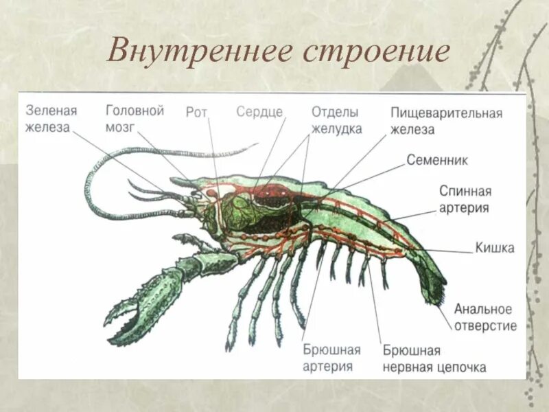 К какой группе организмов относится креветка. Строение десятиногих ракообразных. Внутреннее строение ракообразных. Внутреннее строение лангуста. Класс ракообразные 7 класс биология внутреннее строение.