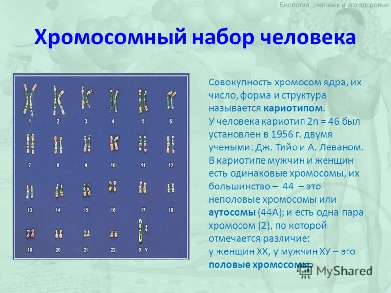 Совокупность хромосом называется