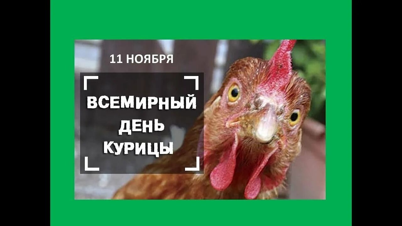 Курица на праздник. День курицы праздник. Хорошего дня с курицей. День курицы праздник. День курицы 2024.