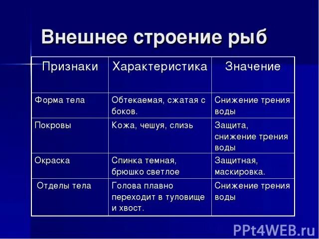 Признаки внешнего строения рыб. Строение рыбы характеристика. Внешнее строение рыб характеристика. Признаки форма тела характеристика значение. Группы рыб и их значение