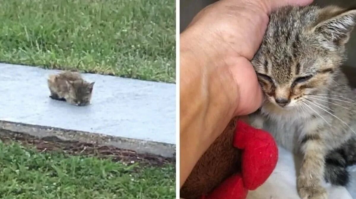 Мимо котенок. Кошка бросила котят. бездомный котенок шипит на человека. котенок зашипел на ребенка. маленький котенок спасатель.