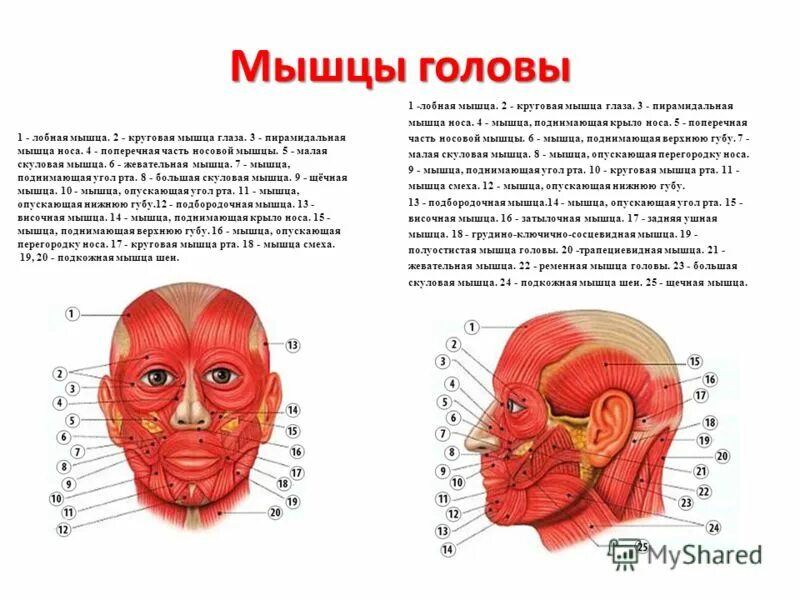 Мышцы мозга человека