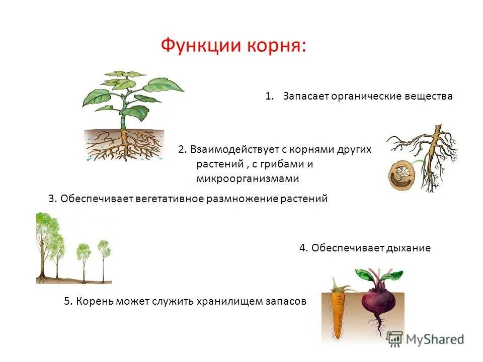Какого значение корня для растения. Значение корня для растения. Какого значение корня для растения. Какого значение корня для растения. Значение корня для растения.