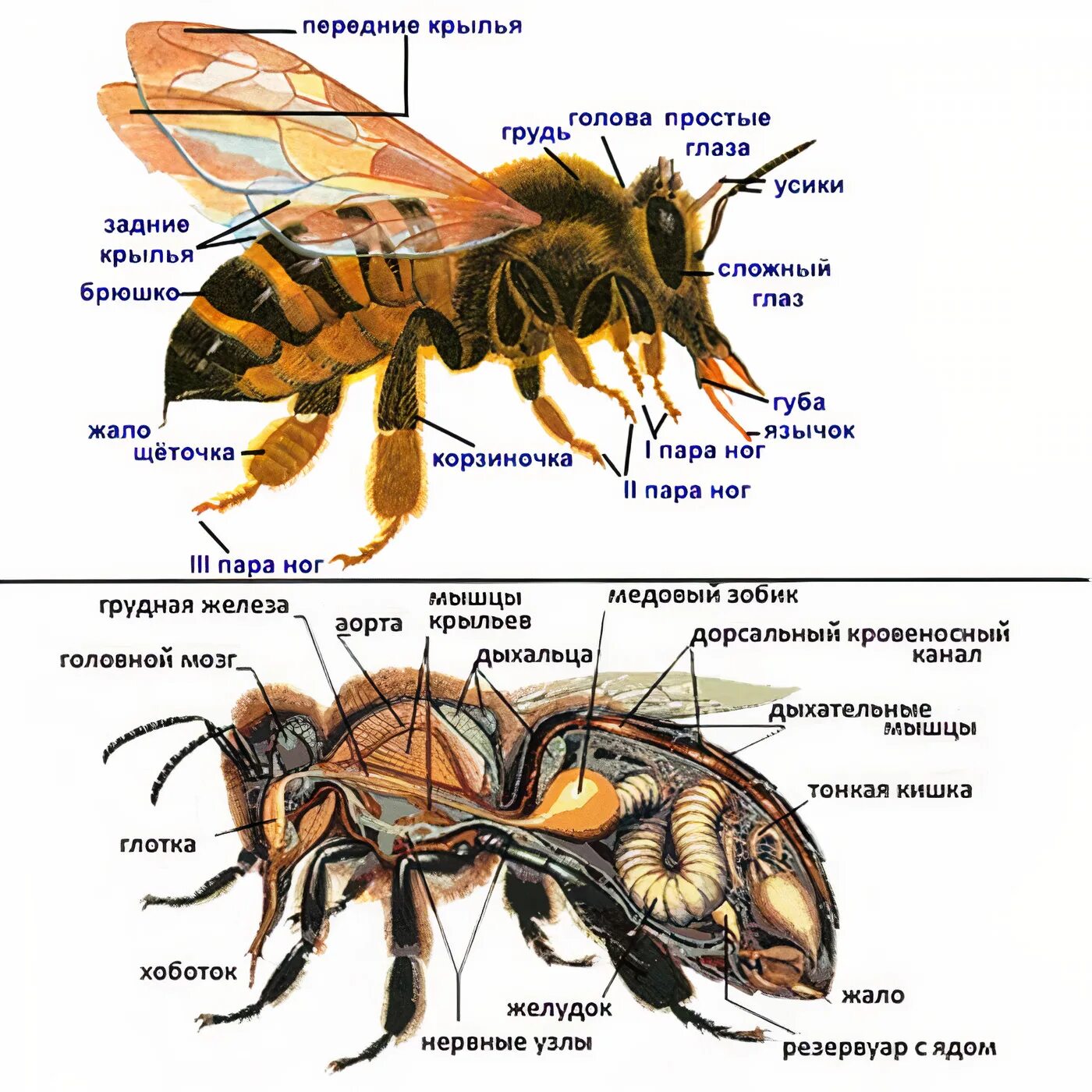 Внутреннее строение пчелы медоносной. Строение тела пчелы медоносной. Внутренне строение пчелы. Строение пчелы медоносной. Насекомое работающая на органы