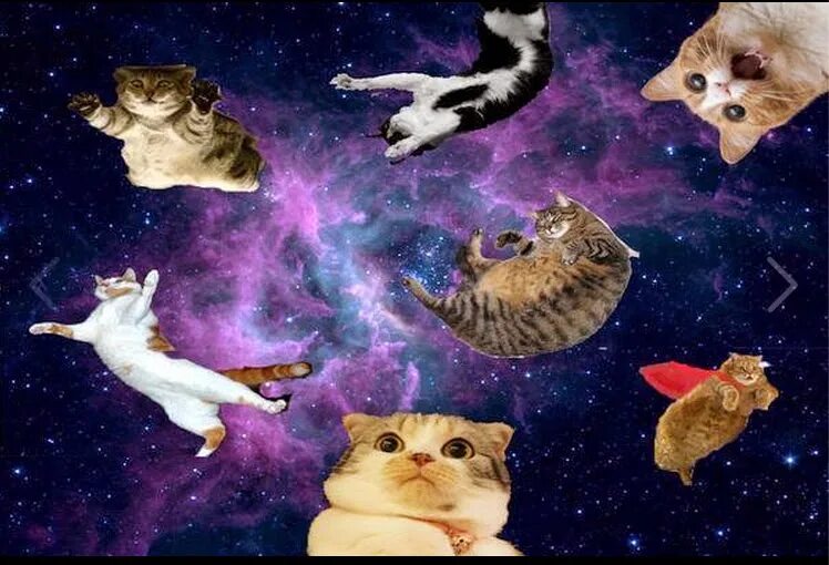 Кошка полетевшая в космос. Кот в космосе. Космическая кошка. Котик летает в космосе. Летающие коты.