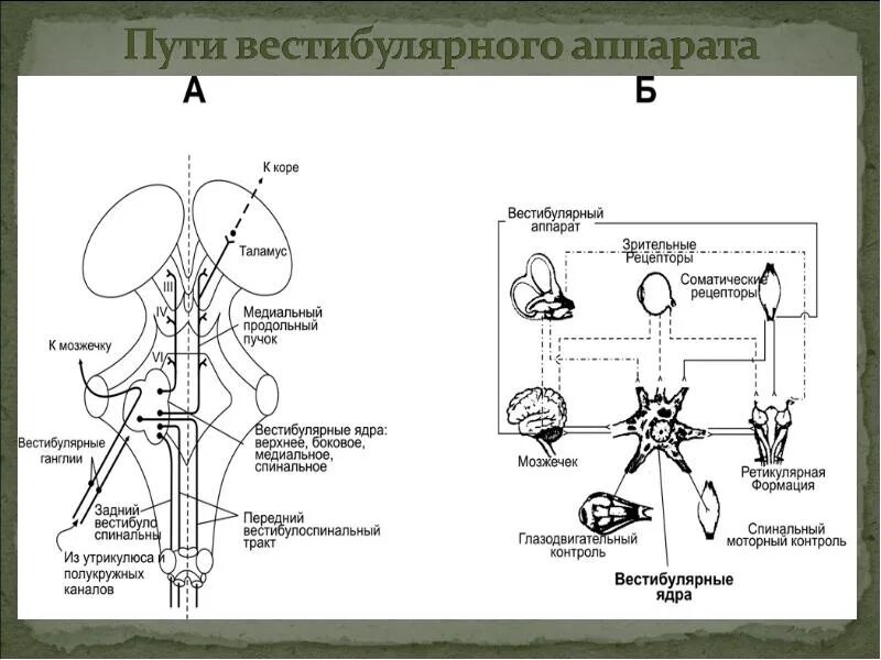 Слуховой и вестибулярный аппарат. Схема слухового и вестибулярного анализатора. Статокинетический анализатор путь схема. Путь вестибулярного анализатора схема. Схема слухового и вестибулярного анализатора анализатора.