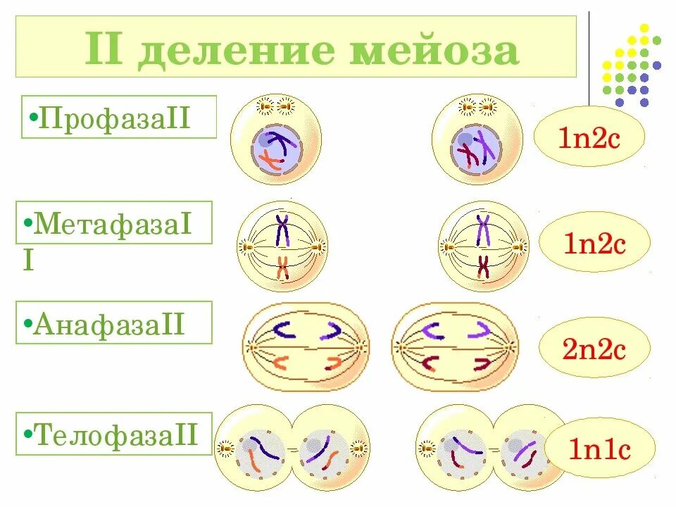 Метафаза мейоза 1. Мейоз 2 схема по фазам. Телофаза мейоза 2. Мейоз 2 профаза 2 метафаза 2.