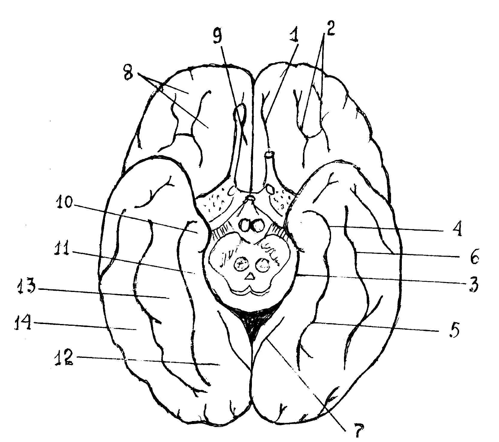 Борозды и извилины базальной поверхности головного мозга. Нижняя поверхность головного мозга извилины. Нижняя поверхность головного мозга борозды. Борозды и извилины нижней поверхности полушария большого мозга. Складчатая поверхность головного мозга