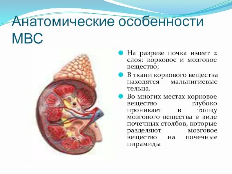 Почках и в головном мозге. Почка в разрезе. Мозговой слой почки. Почка имеет корковый и мозговой слой. Корковый и мозговой слои почки.