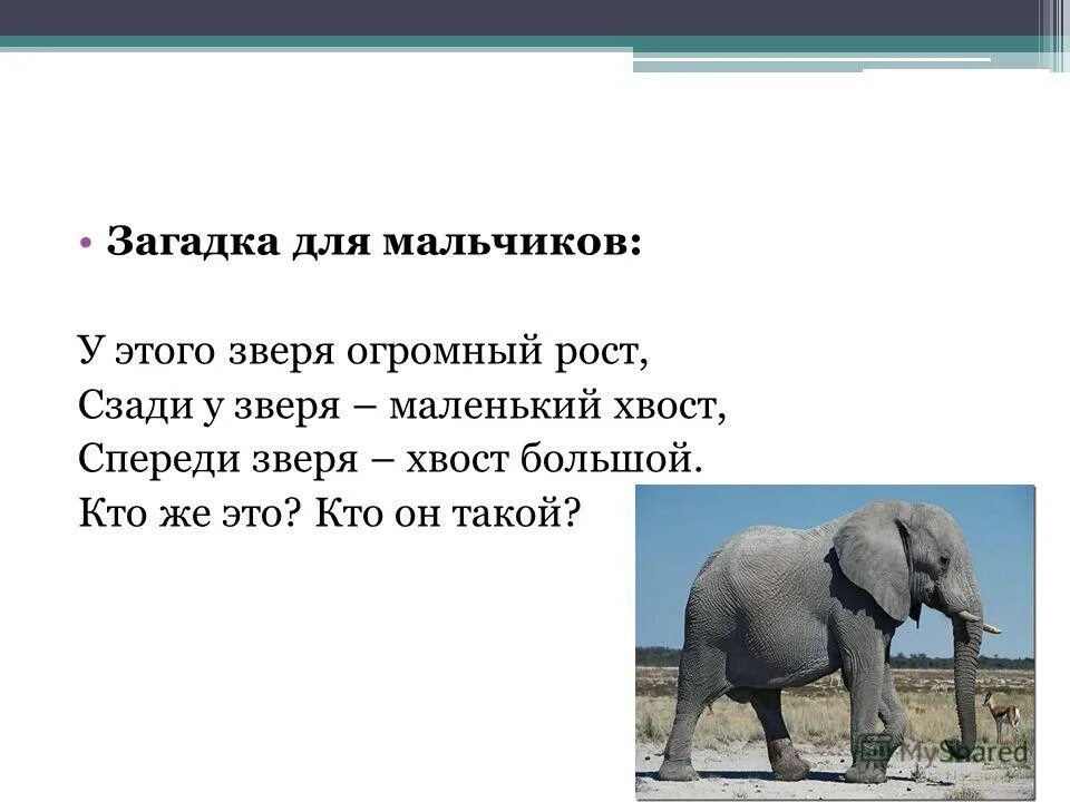 Где живет загадка. Загадка про слона. Где живет слон. Животное с большим носом кроме слона.