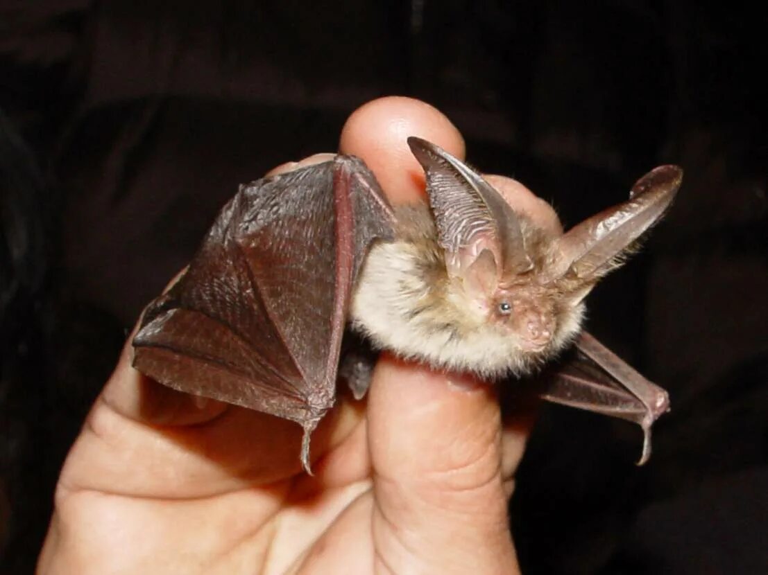 Обыкновенный вампир летучая мышь. Летучая мышь прудовая ночница. Ночница наттерера. Ушан бурый – plecotus auritus. Летучая мышь прудовая ночница.
