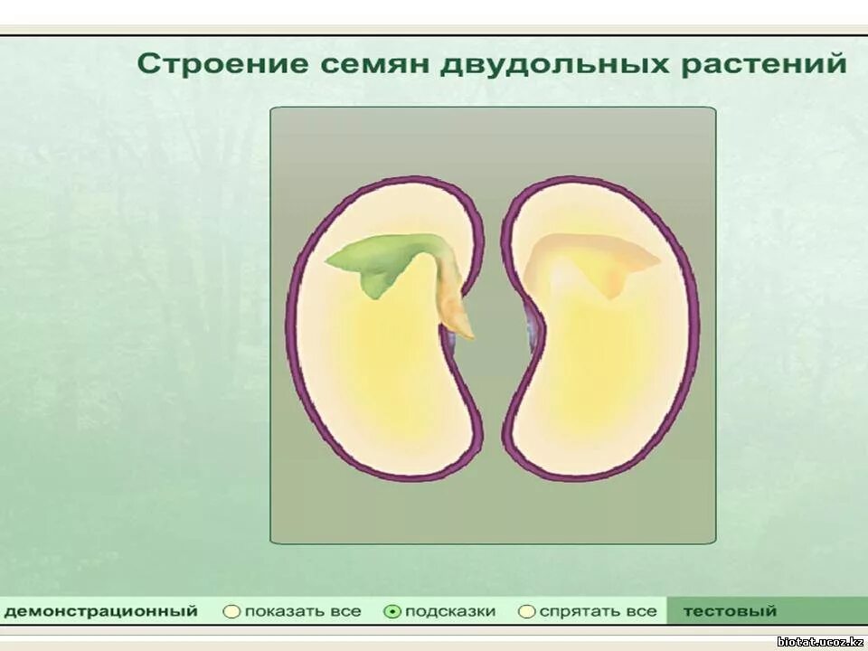 Строение двудольного семени. Строениесемени двухдольного. Строеник двухдолтных чемян. Строение семени растения. Алоэ однодольное или двудольное